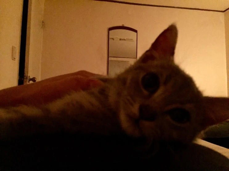 P20170805_203445647_9F3F20F4-D9A1-44AE-A2D8-6215F1A3E0FB.jpg?type=w2