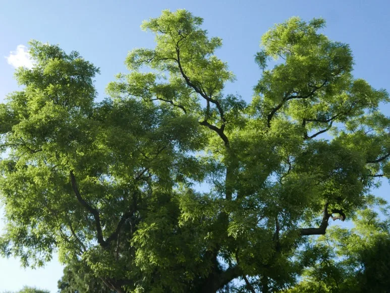 L1070422.JPG?type=w773