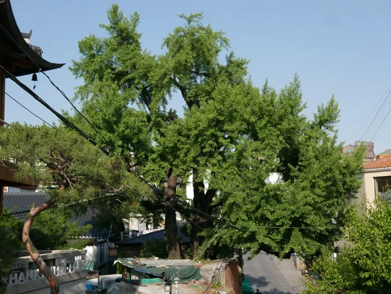 L1070483.JPG?type=w773