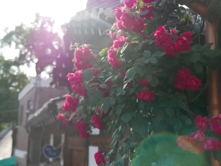 L1070517.JPG?type=w773