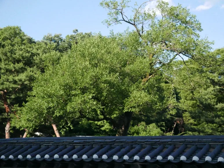 L1070438.JPG?type=w773