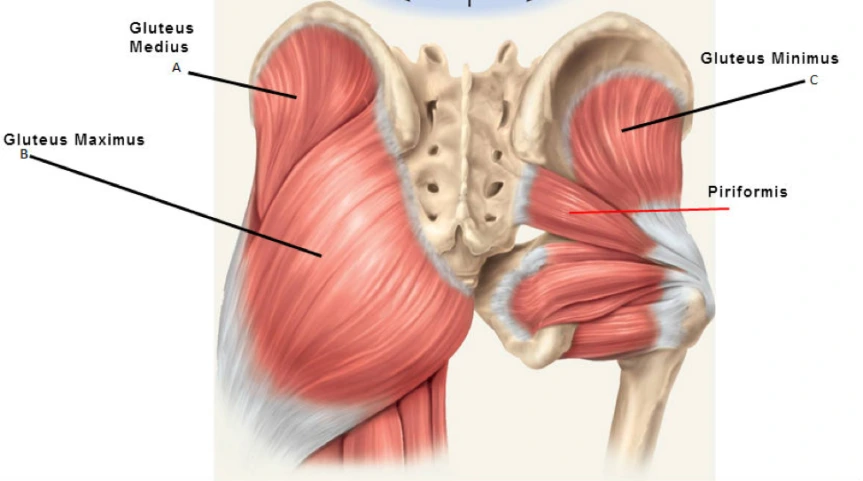 piriformis.png?type=w1