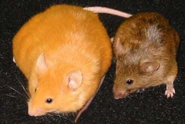 dn4017-1_370.png?type=w1