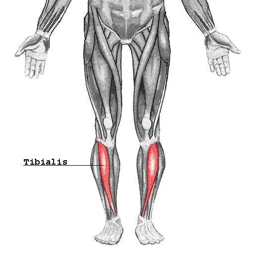 Tibialis.png?type=w1