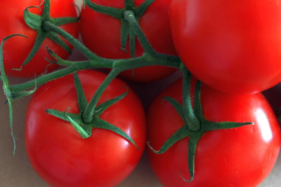 tomatoes-3509641_1920.jpg?type=w1