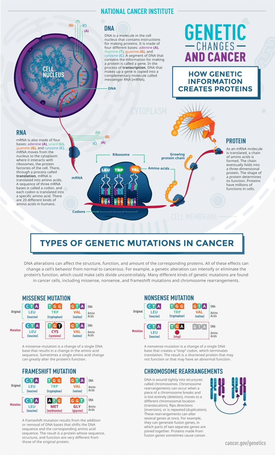 NCI_CCG_Genetics_Infographic_v12_full.png?type=w1
