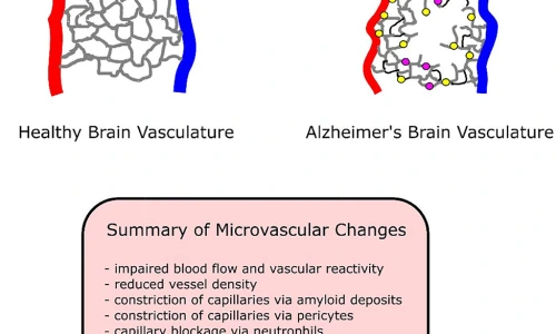 ?src=%22https%3A%2F%2Fimages-provider.frontiersin.org%2Fapi%2Fipx%2Fw%3D1200%26f%3Dpng%2Fhttps%3A%2F%2Fwww.frontiersin.org%2Ffiles%2FArticles%2F618986%2Ffncel-14-618986-HTML%2Fimage_m%2Ffncel-14-618986-g001.jpg%22&type=ff500_300