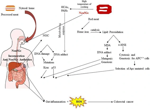 Mechanisms-underlying-the-carcinogenesis-of-red-and-processed-meat-in-CRC-Po.png?type=w1