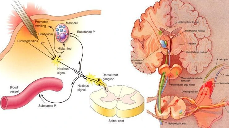 _C5_EB_C1_F52_msnayana.png?type=w1