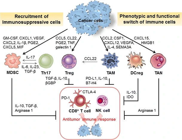 Immunosuppressive-cells-in-the-promotion-of-tumor-immune-escape-Cancer-cells.png?type=w1