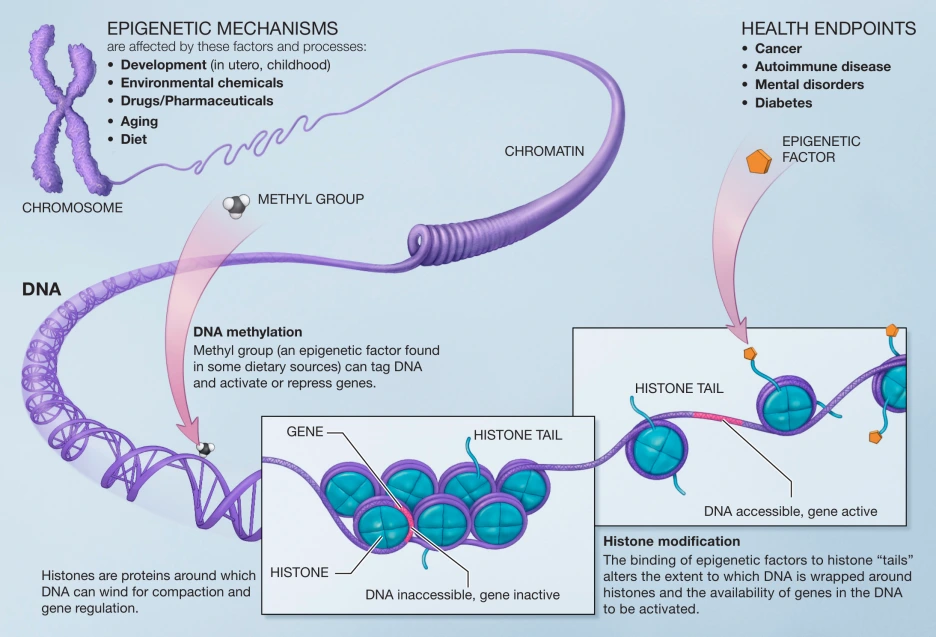 Epigenetic_mechanisms.png?type=w1