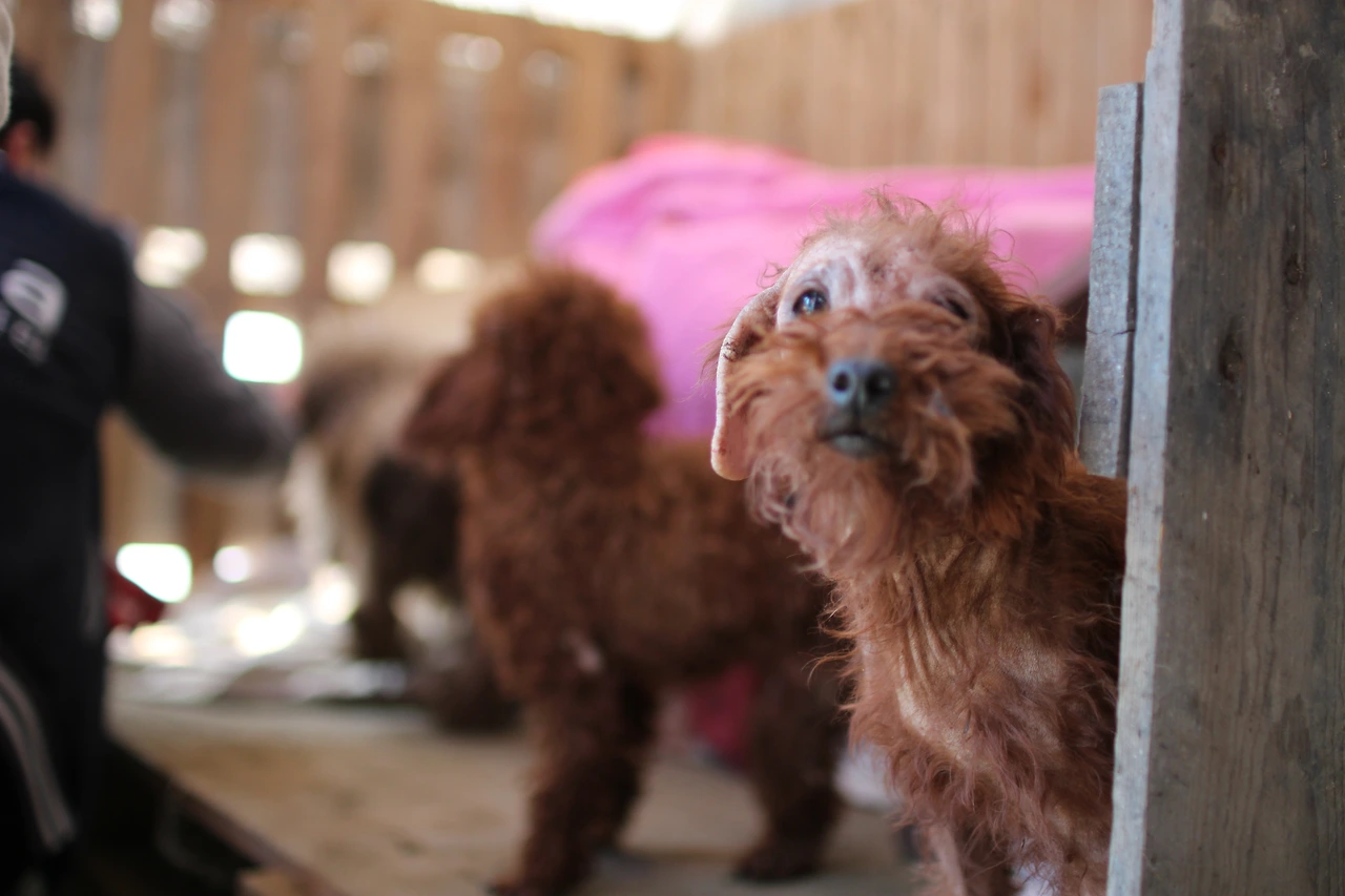 달봉이네 (4).JPG