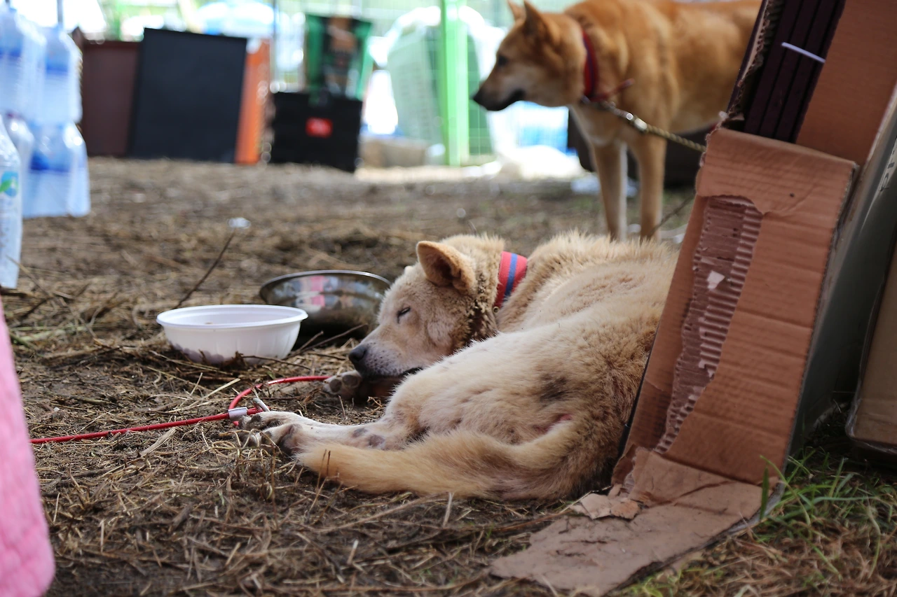 애린원 구조현장 (10).JPG