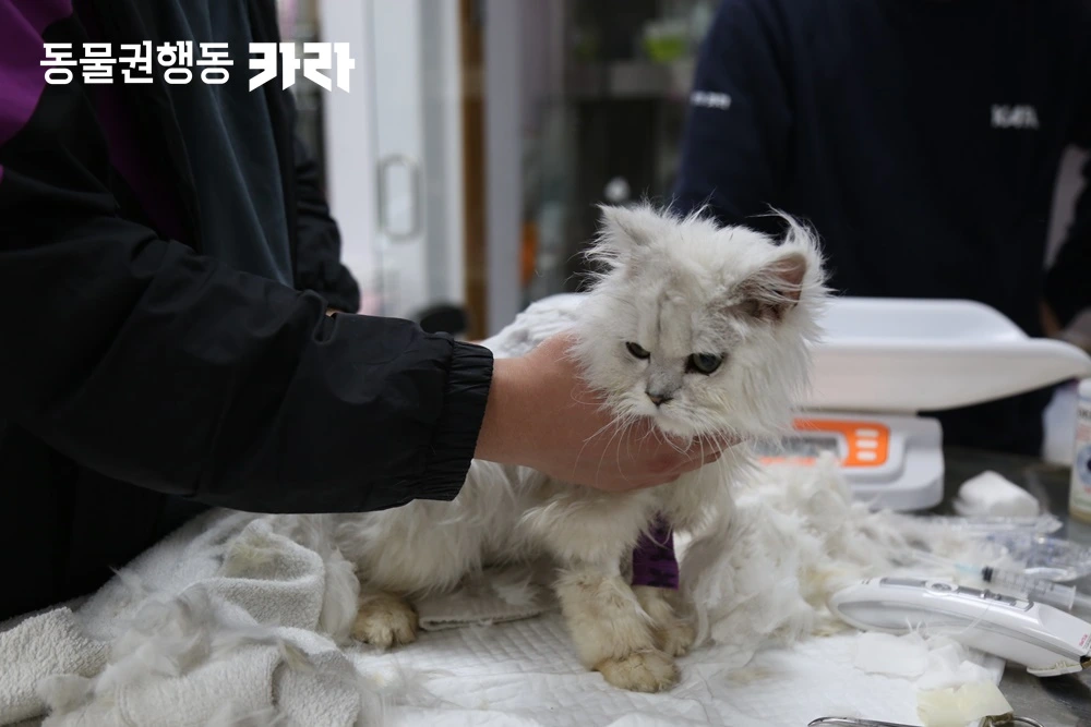 K3-2_부천 애니멀호더 임훈기씨 동물들 구조_동물복지팀_20190412 (117).JPG