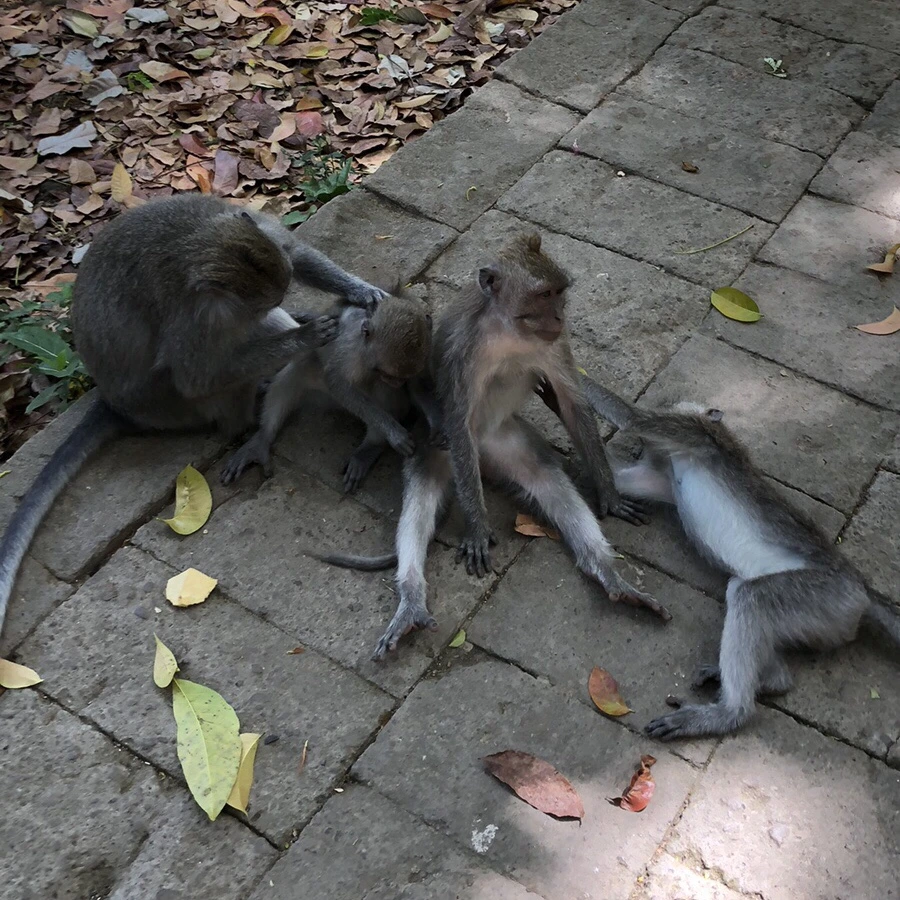 output_2402067690.jpg?type=w966