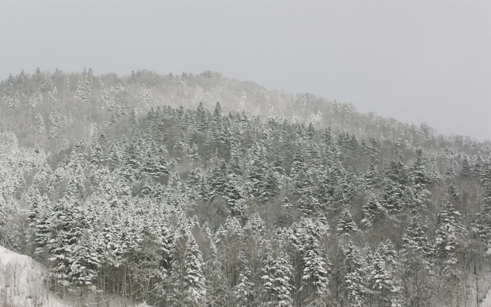 IMG_0631.JPG?type=w966