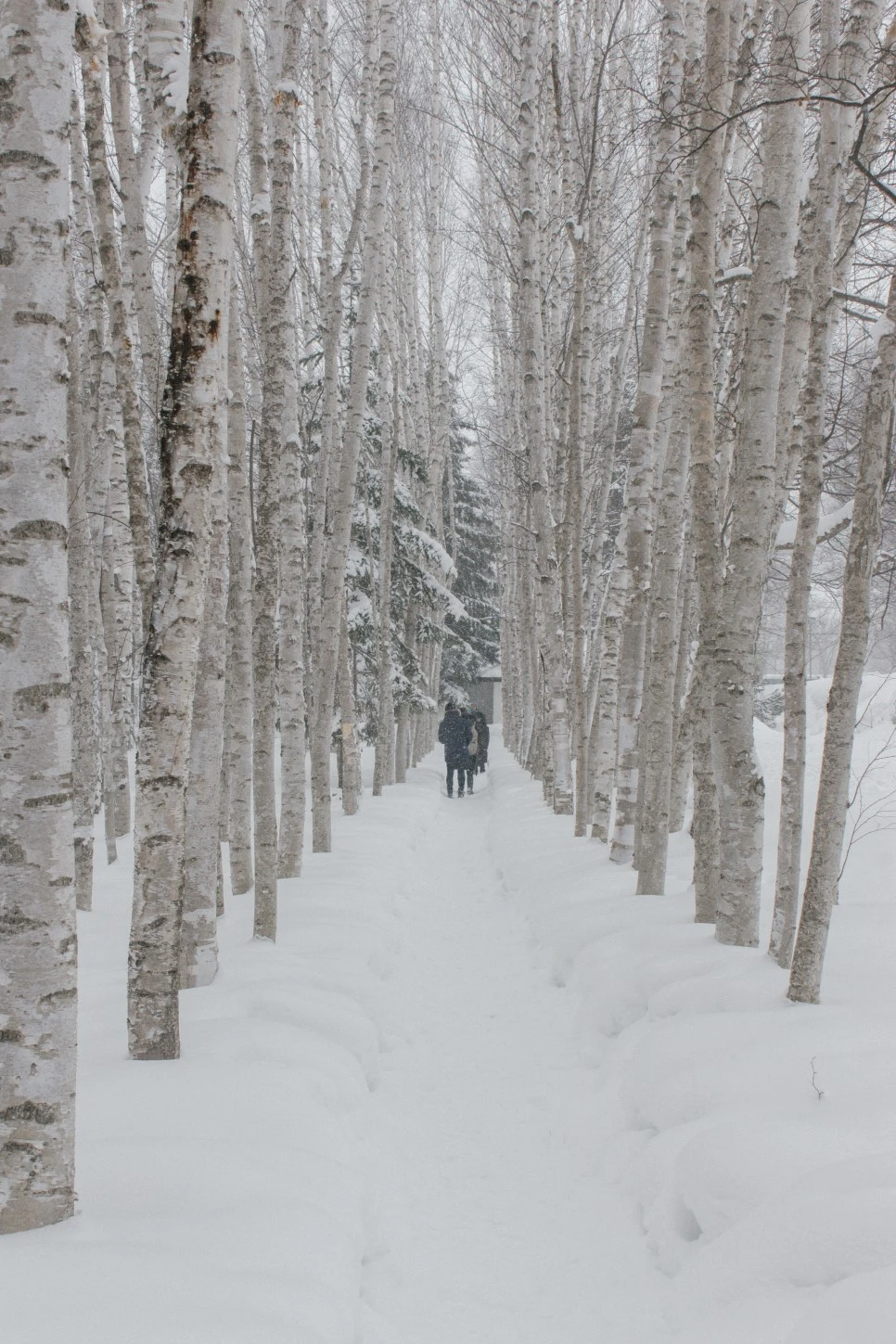 IMG_0703.JPG?type=w966