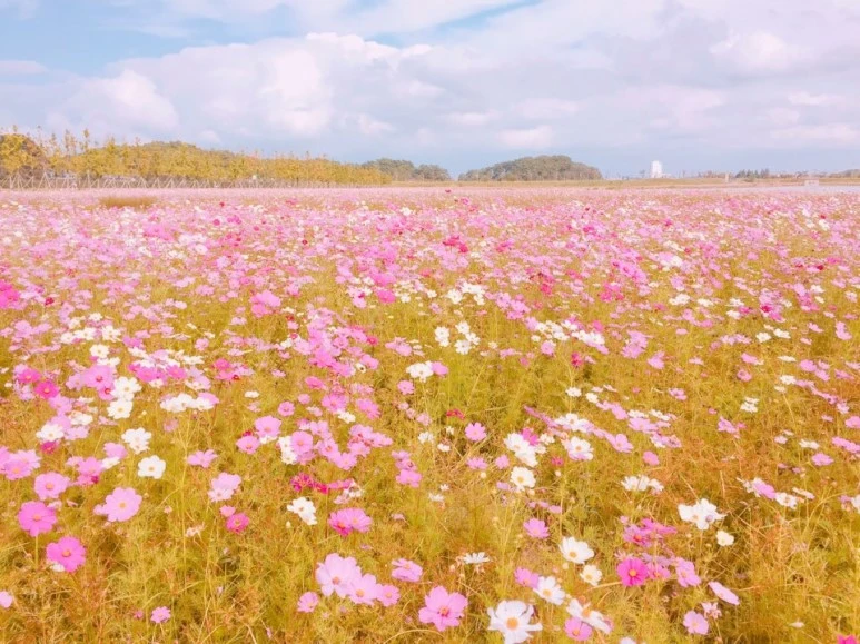 %C4%DA%BD%BA%B8%F0%BD%BA1.jpg?type=w773