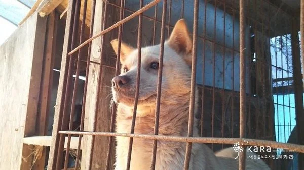 %EC%B9%B4%EB%9D%BC.jpg?type=w1200