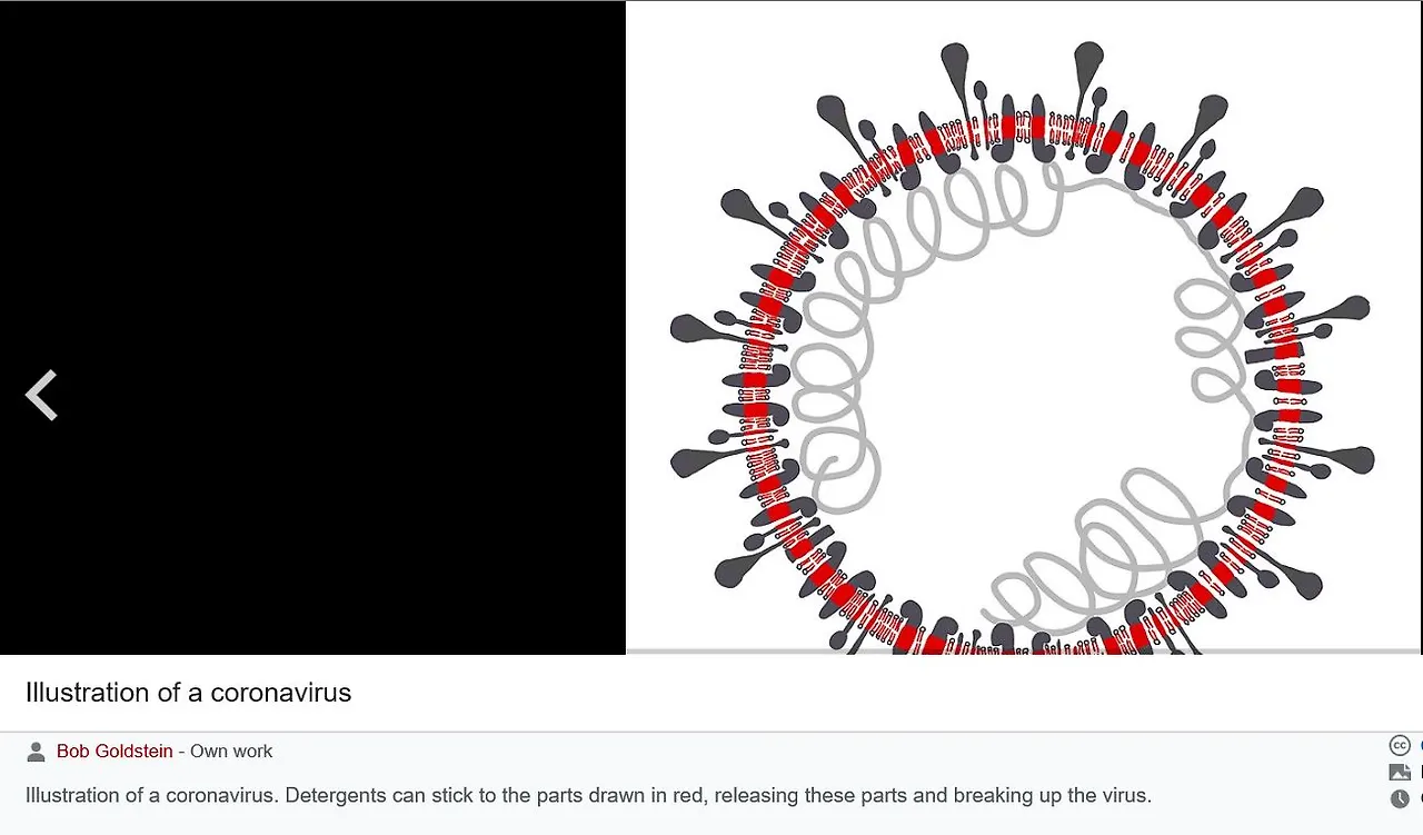 corona Virus 1 구조2.JPG