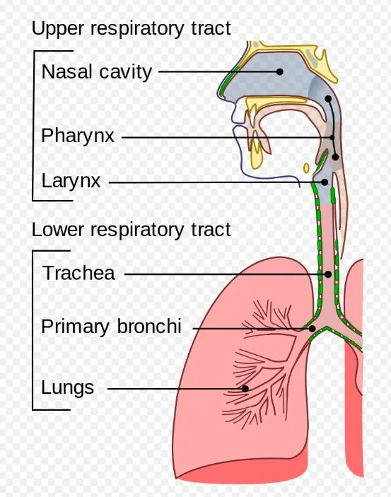 Conducting passages of the human respiratory.JPG