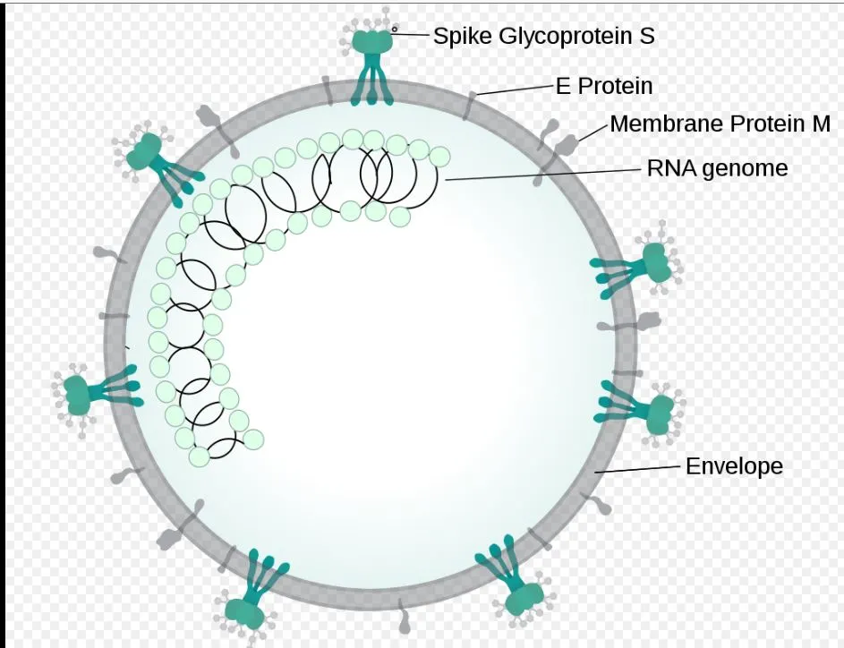 corona Virus 1 구조.JPG