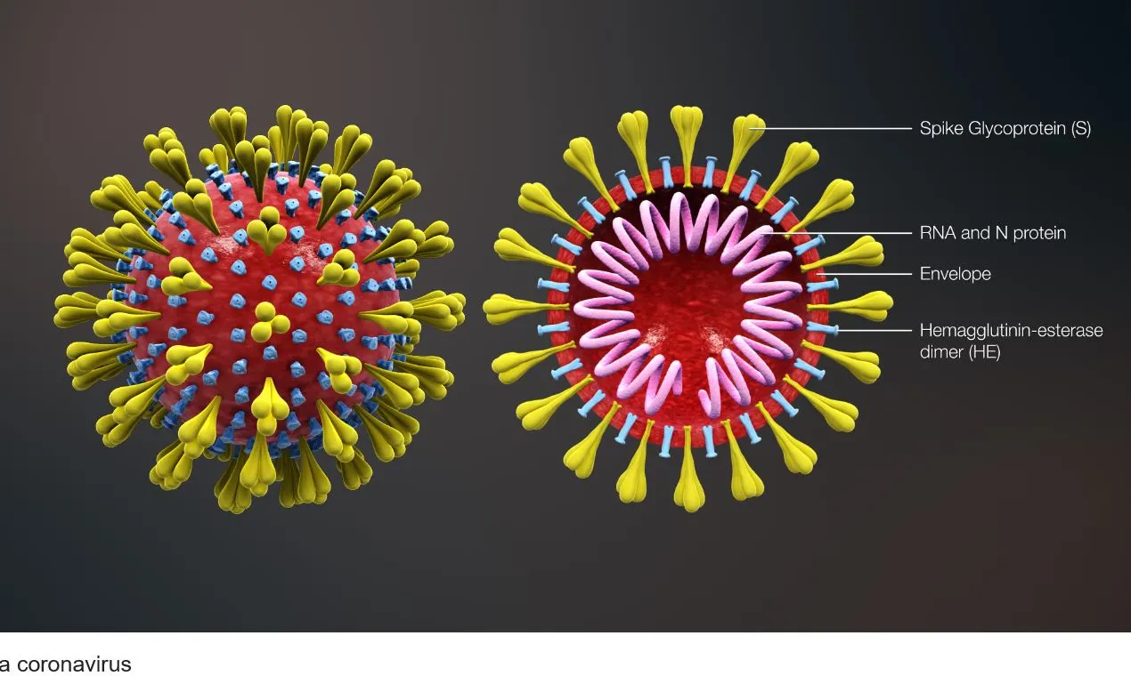 Coronavirous model.JPG