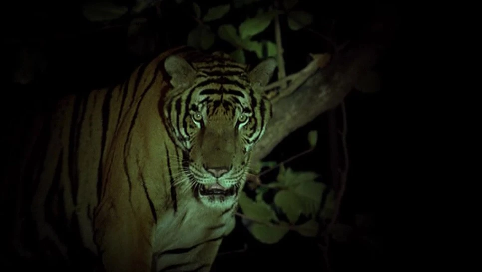 Sud.Pralad.AKA.Tropical.Malady.2004.DVDRip.x264.mkv_20190107_215041.662.jpg?type=w966