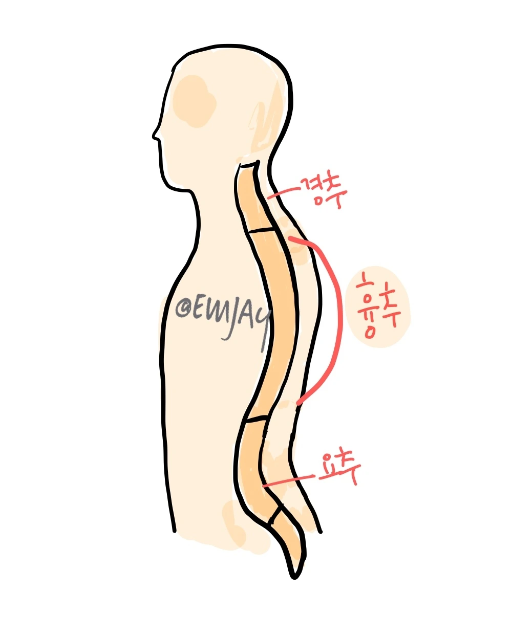 흉추.jpeg
