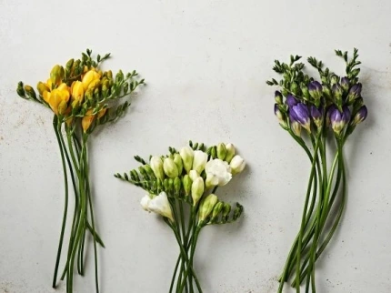 0004407266_001_20200413093504411.jpg?type=w430