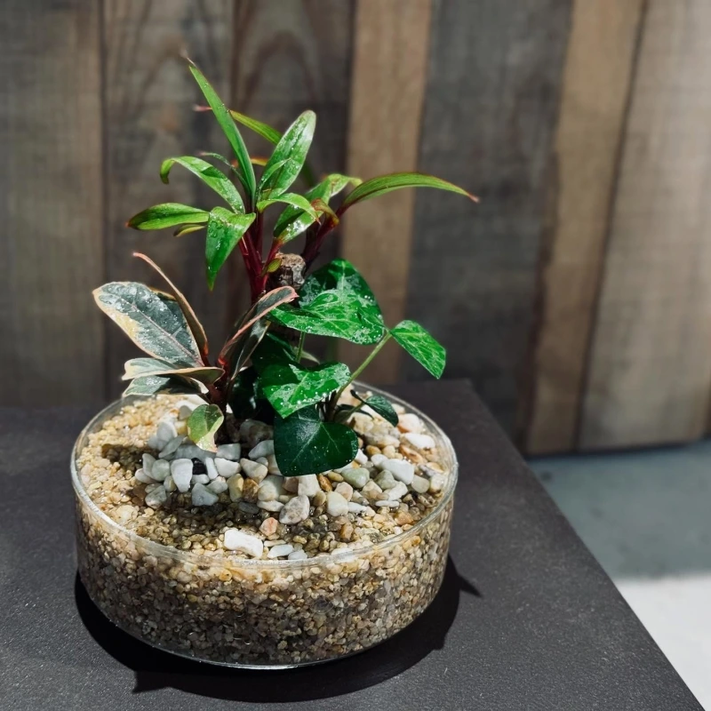 garage_livingwithplant_shibuya_1749378600_3648733291622549476_64029588762.jpg?type=w800