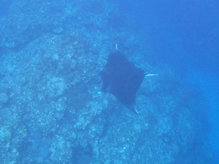 16_%EC%98%A4%ED%82%A4%EB%82%98%EC%99%80_%EC%9D%B4%EC%8B%9C%EA%B0%80%ED%82%A4%EC%84%AC_%2812%29.JPG?type=w740