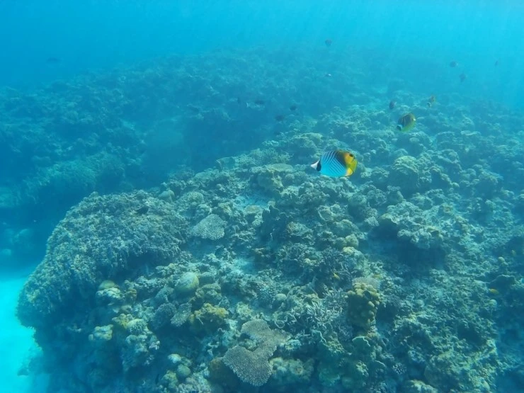 17_%EC%98%A4%ED%82%A4%EB%82%98%EC%99%80_%EC%9E%90%EB%A7%88%EB%AF%B8_%282%29.JPG?type=w740