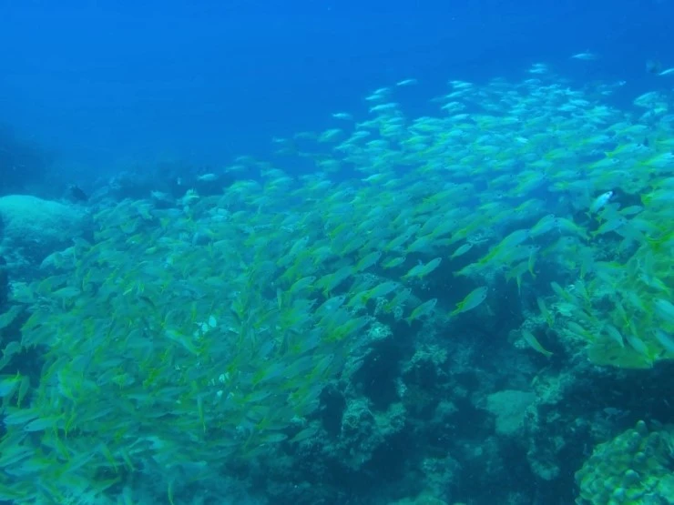 17_%ED%83%9C%EA%B5%AD_%ED%94%BC%ED%94%BC%EB%8B%A4%EC%9D%B4%EB%B9%99_%283%29.JPG?type=w740