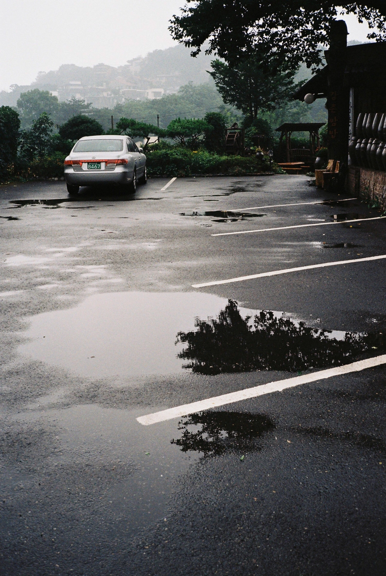 멧돼지가 내려왔다.jpg