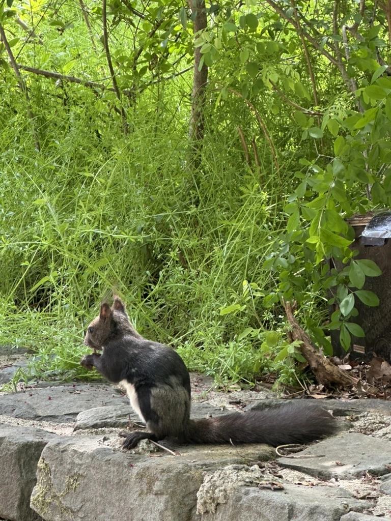 BDAE67DE-0234-4C4C-8C68-6CA5DCFDE0E3_1_105_c.jpeg?type=w1