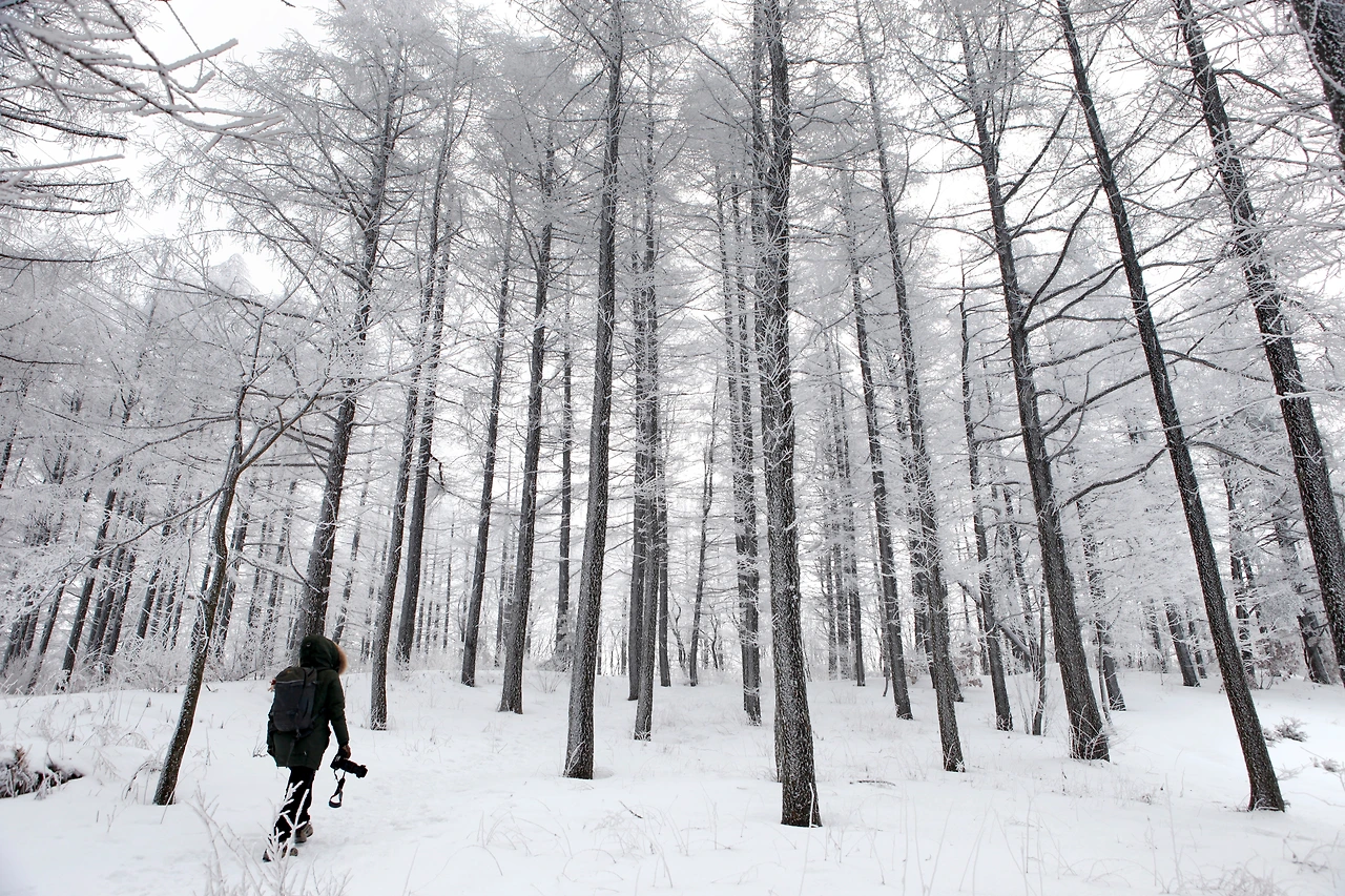 만항재의 하늘숲공원은 포토그래퍼들의 겨울 출사 장소로 유명하다.JPG
