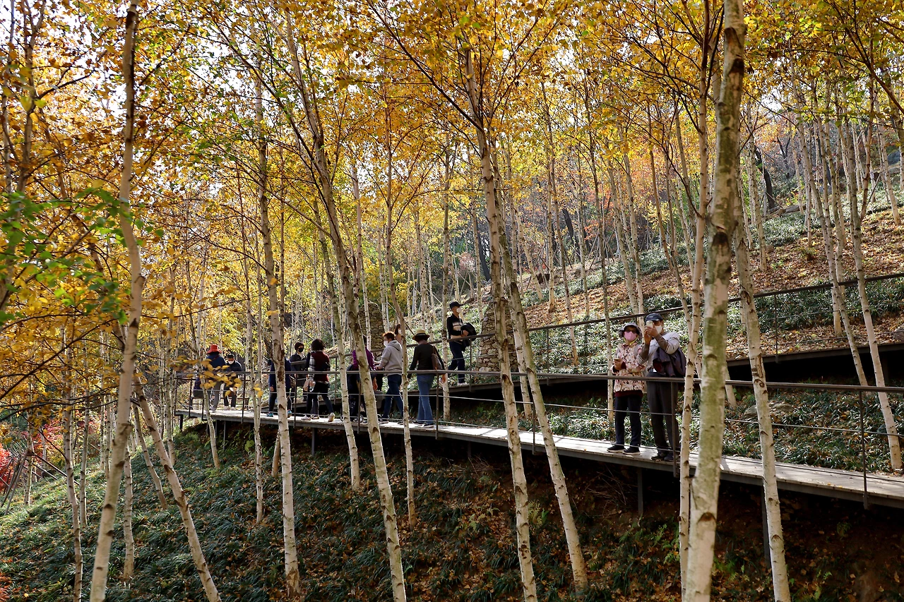 곧게 뻗은 순백의 자작나무 숲.JPG