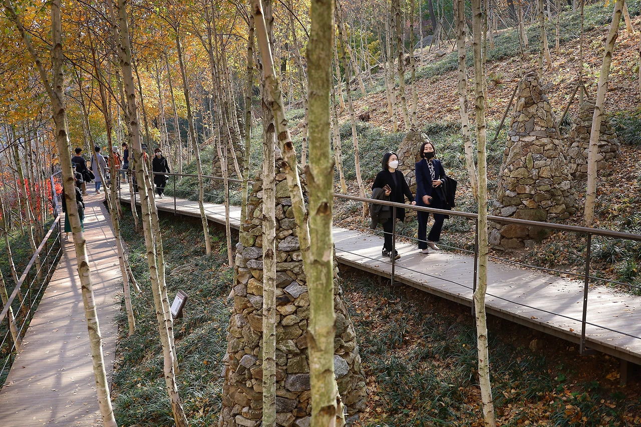 쓸쓸하고 이국적인 분위기의 자작나무 숲.JPG