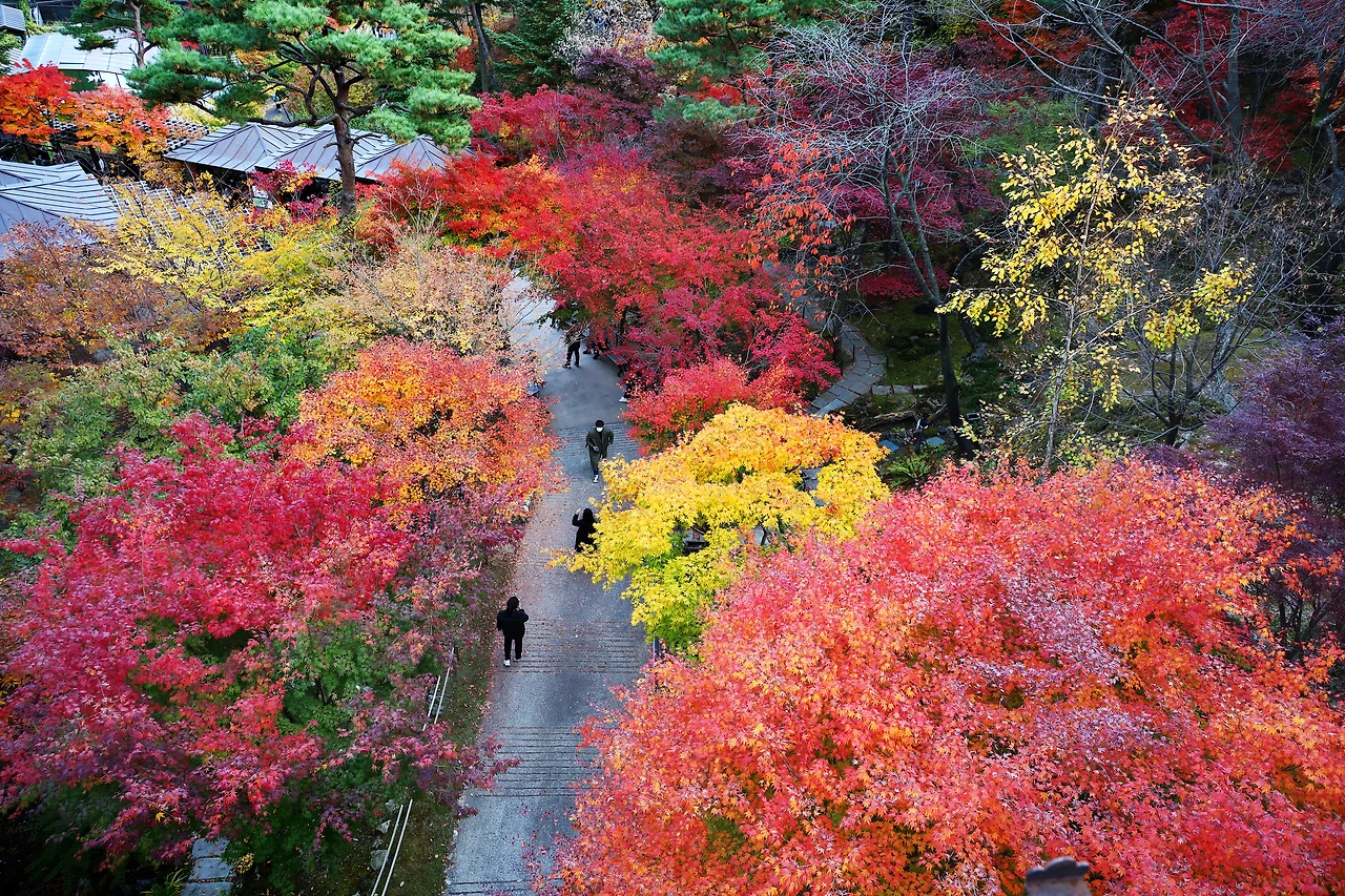 울긋불긋 황홀한 가을 풍경을 만나는 화담숲.JPG