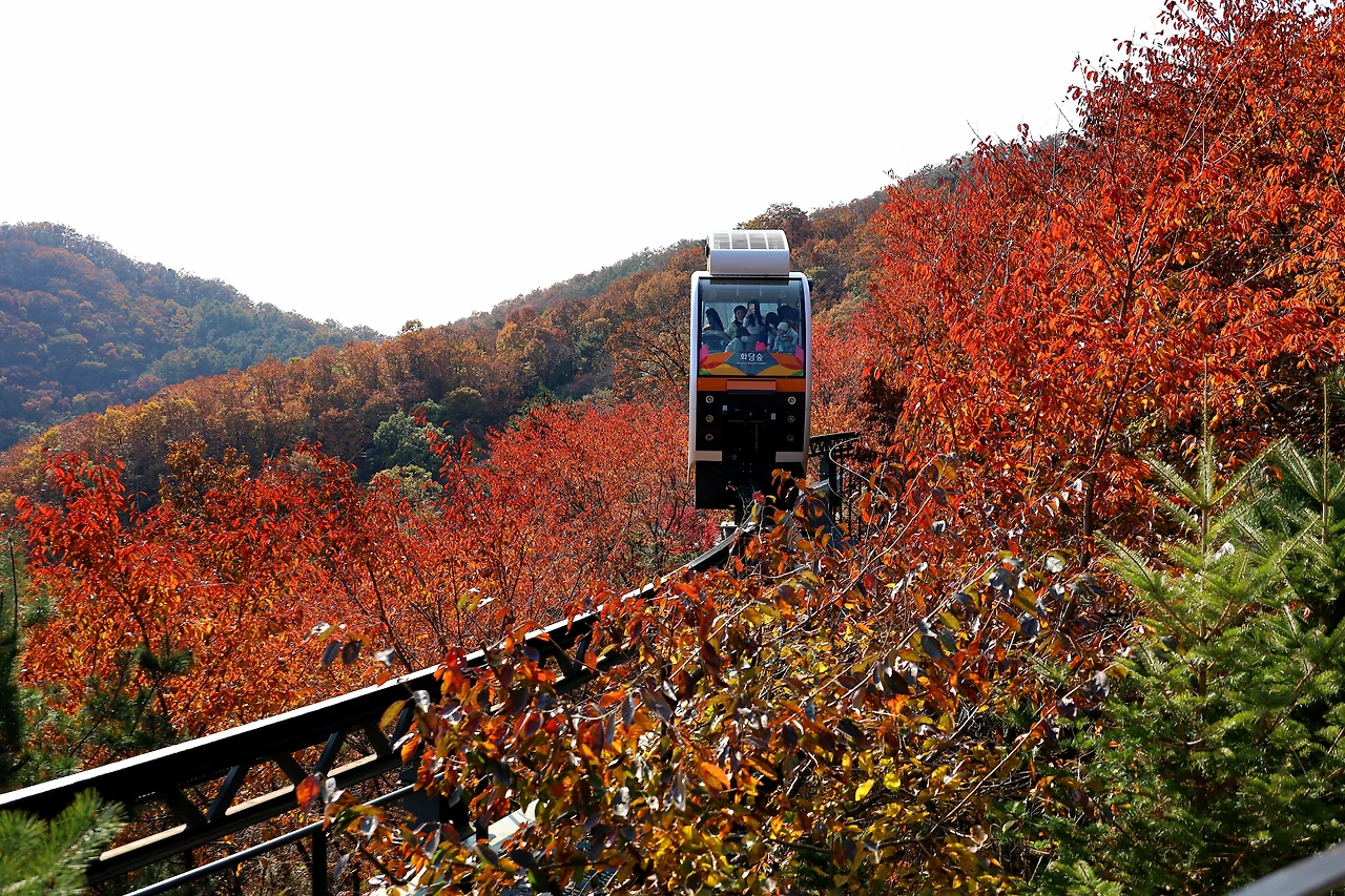 모노레일에서 보는 단풍숲도 아름답지만, 언덕을 오르며 만나는 단풍숲도 그림 같다..JPG