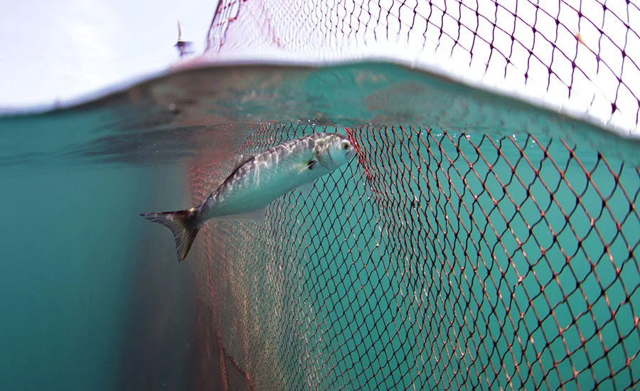 bluefish-caught-in-fishing-net.jpeg