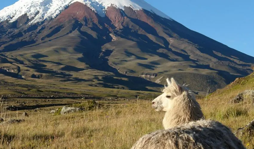 paramos___cerro_cotopaxi___autor_robert_hofstede.jpeg