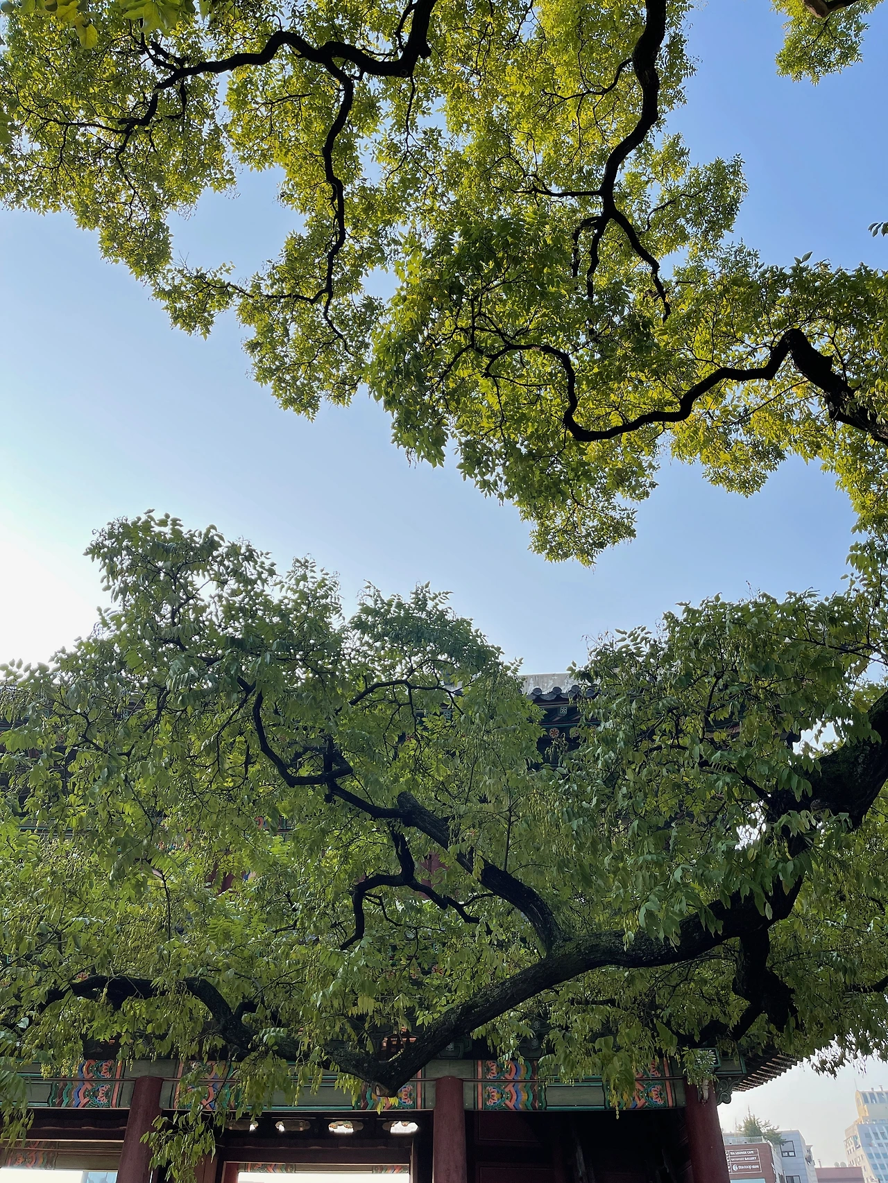 돈화문 회화나무 - 2 (1).jpeg