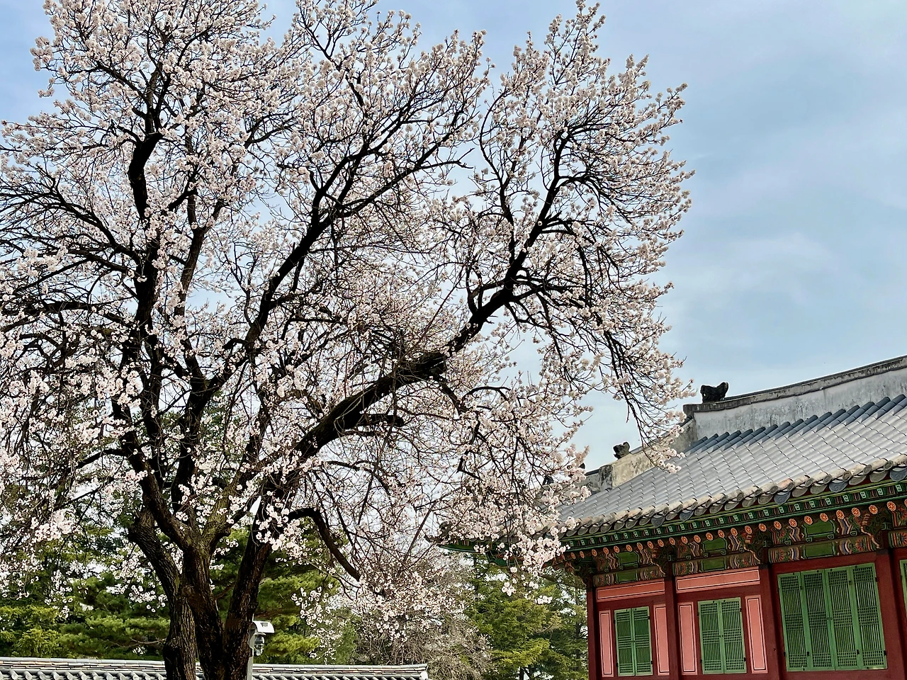 자경전 - 5.jpeg