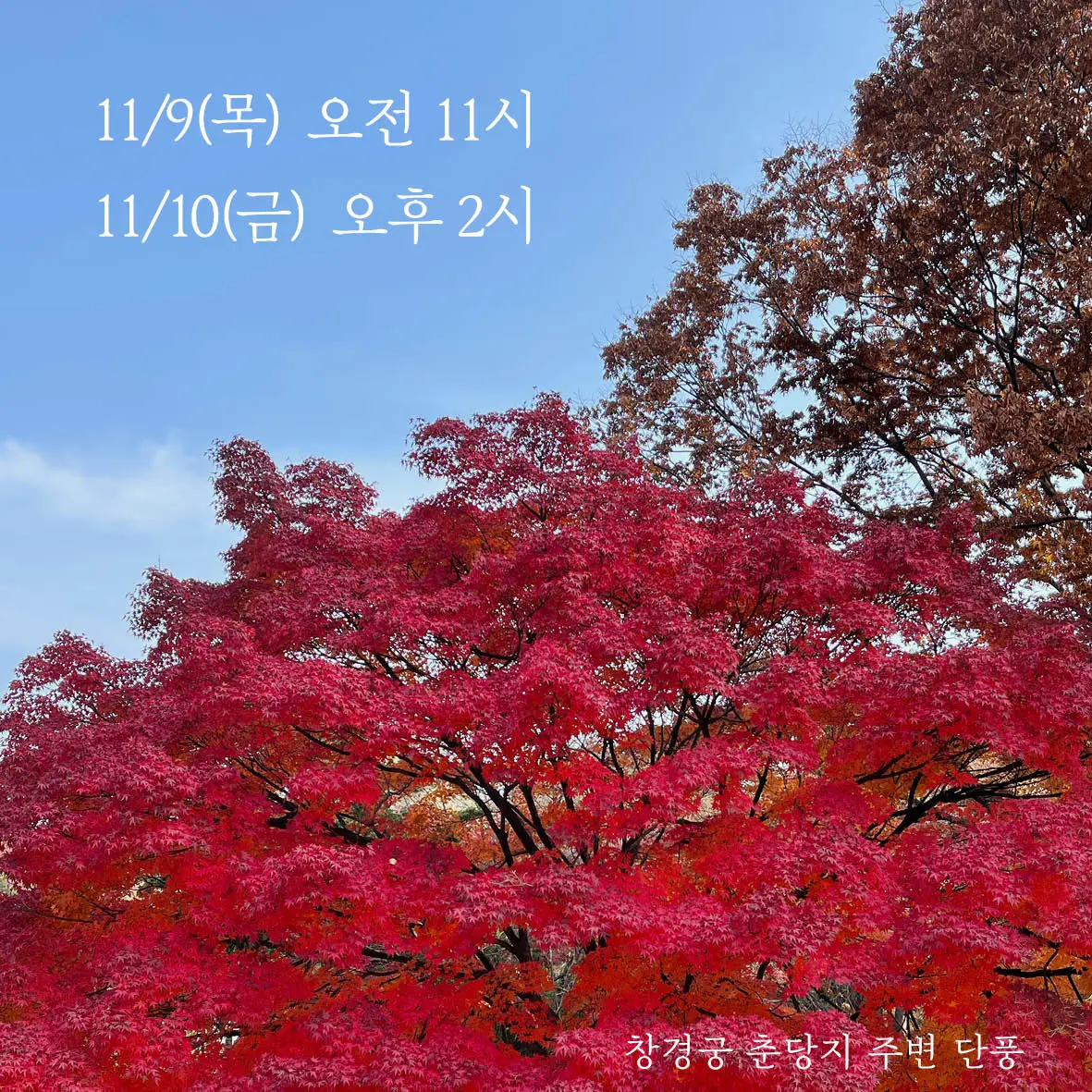 E231028 01참가 모집 포스터(65&66차 창경궁)02.jpeg