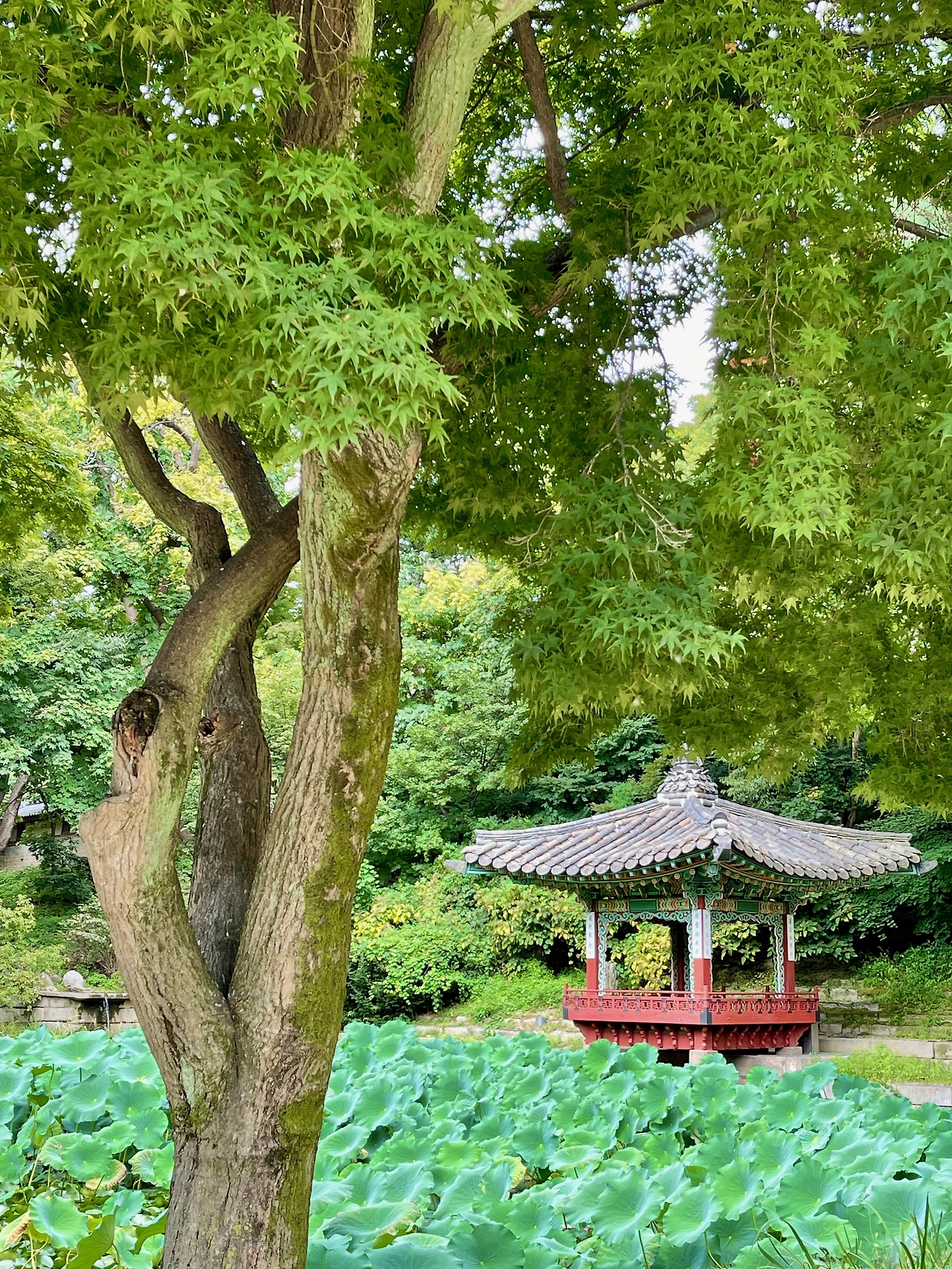 220201 창덕궁 애련지애련정(옷끝동 포스팅용) - 27.jpeg