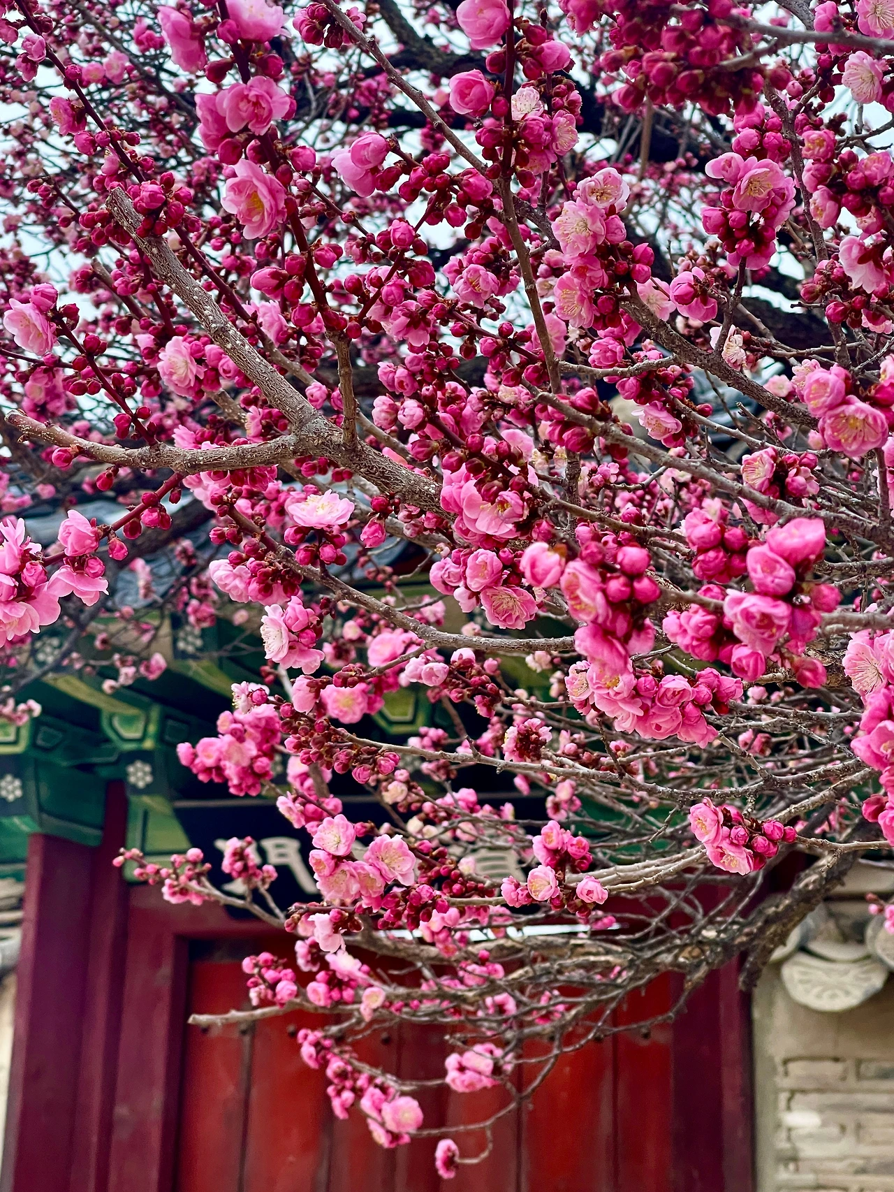 창덕궁 성정각 자시문 앞 매화나무05.JPG