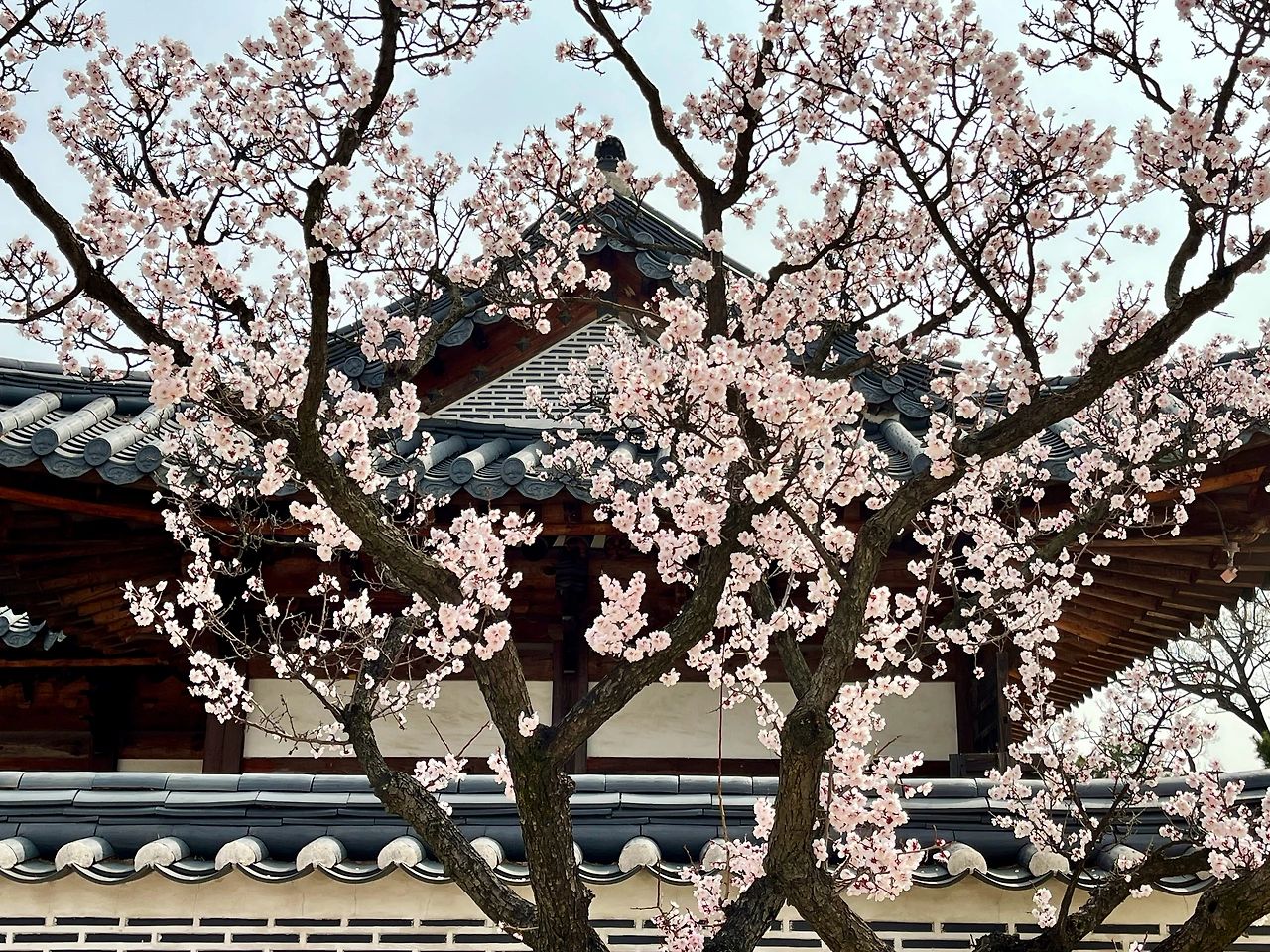 210326 경복궁 자경전의 꽃 - 5.jpeg