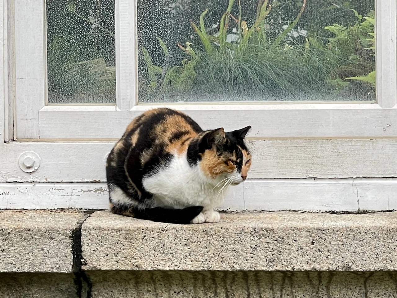 궁궐의 고양이08.JPG